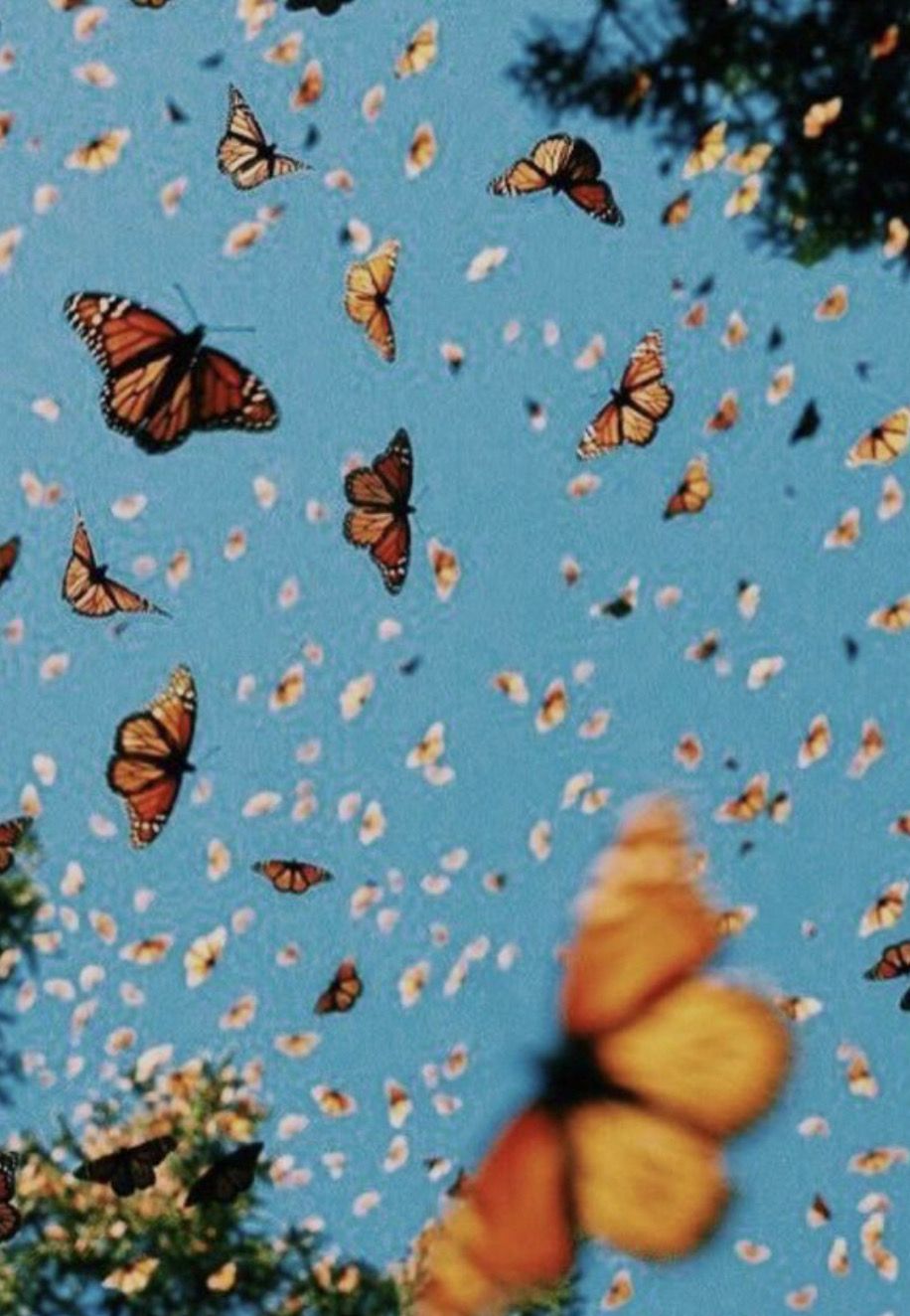 Chasing Butterflies