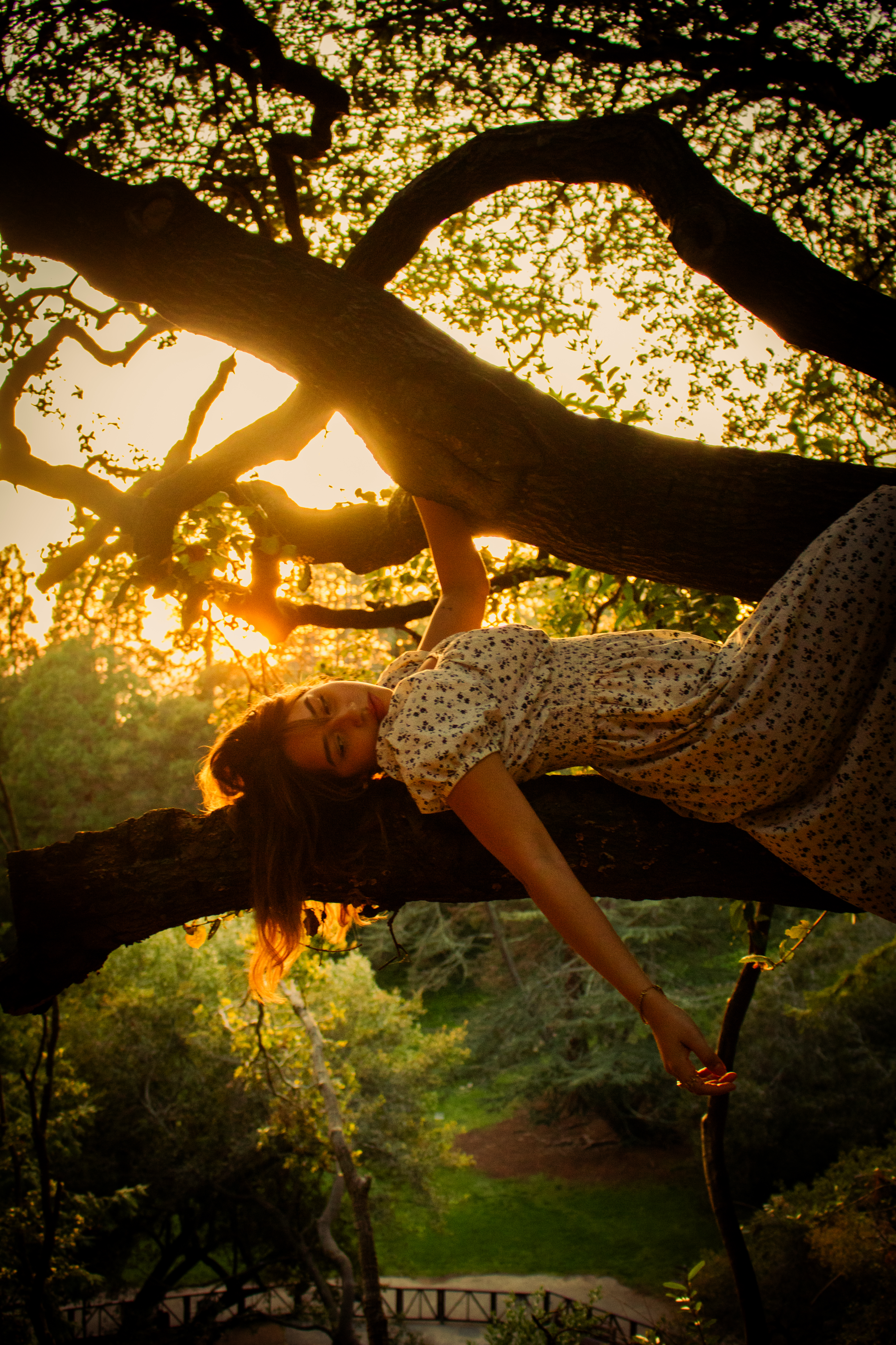 The Battle of the Washington Cherry Blossoms
